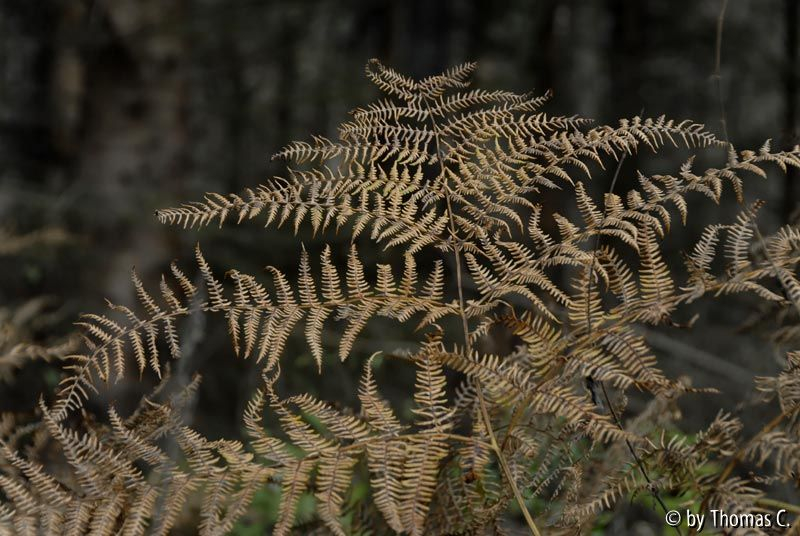 Mischwald 03