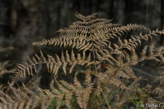 Mischwald 03