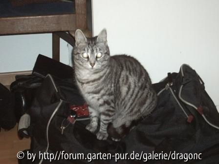 Whiskas