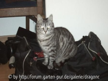 Whiskas