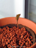 camellia sasanqua seedling 'crimson king