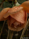 '