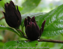 Calycanthus fertilis