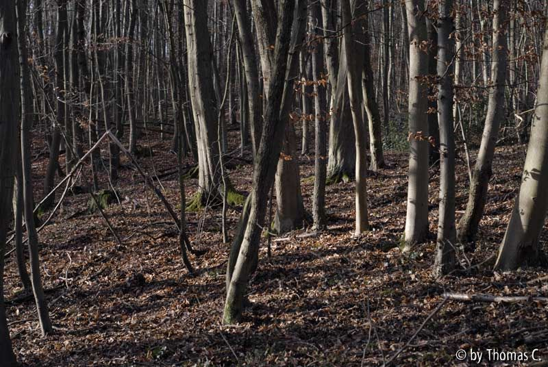 Sonne im Dezemberwald 01