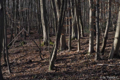 Sonne im Dezemberwald 01