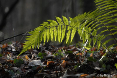 Sonne im Dezemberwald 02