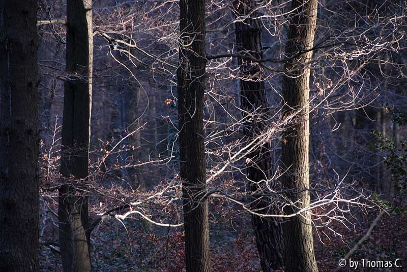 Sonne im Dezemberwald 03