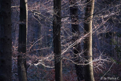 Sonne im Dezemberwald 03