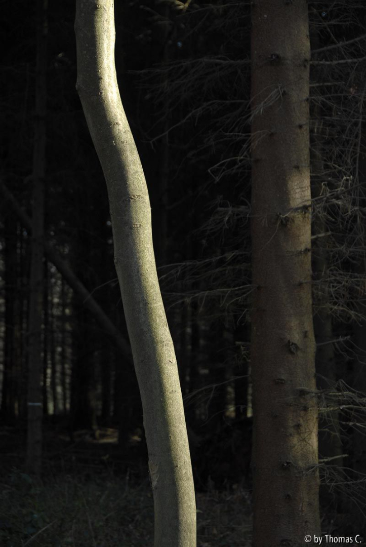 Sonne im Dezemberwald 04