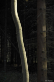 Sonne im Dezemberwald 04