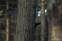 Sonne im Dezemberwald 05