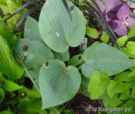 Hosta 'Blue Jay' ist etwas besch* ;-)