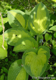 Hosta 'Paul's glory'