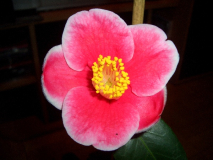 CIMG1502_600x600_100KB.jpg