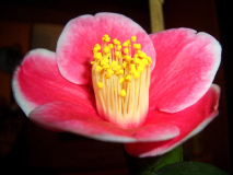 CIMG1505_600x600_100KB.jpg