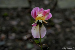 Dezembertag 02