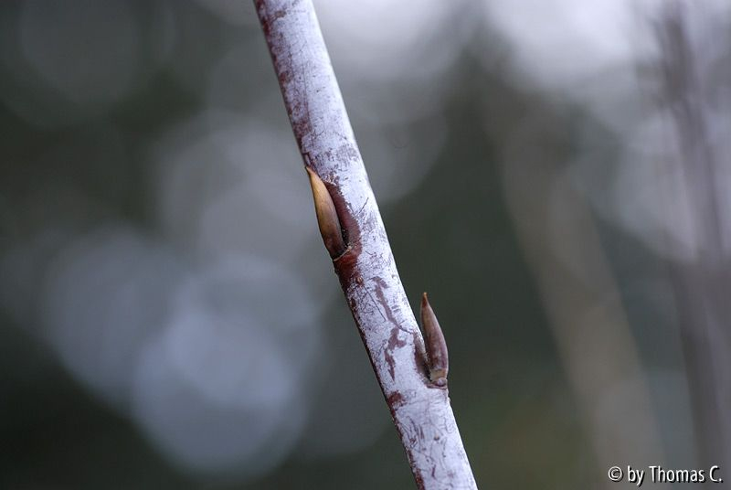 Dezembertag 09