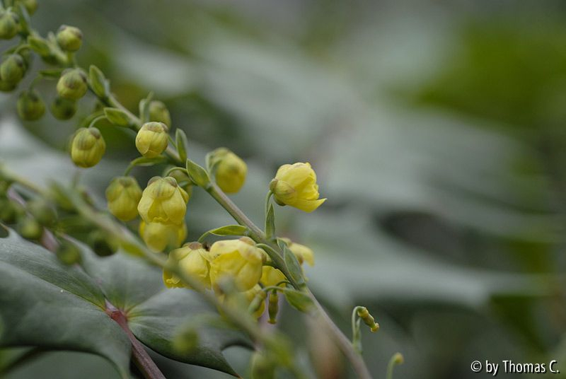 Mahonia bealei