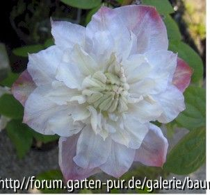 Clematis Veronicas Choice
