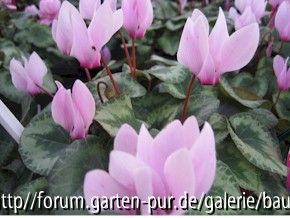 Cyclamen Odorella