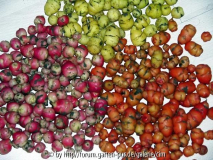 Oca Knollen1