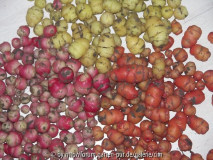Oca Knollen2