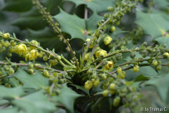 Mahonia bealei 02