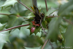 Mahonia bealei 03