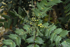 Mahonia bealei 04