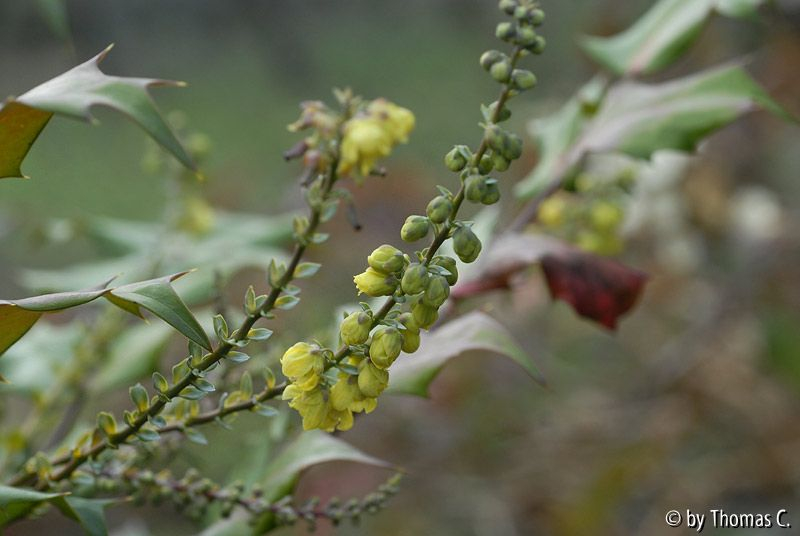 Mahonia bealei 05