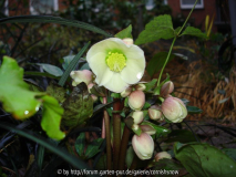 Helleborus x Balardii - 2007