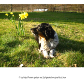 Test Dickie 1