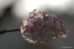 Dezembersonne 02