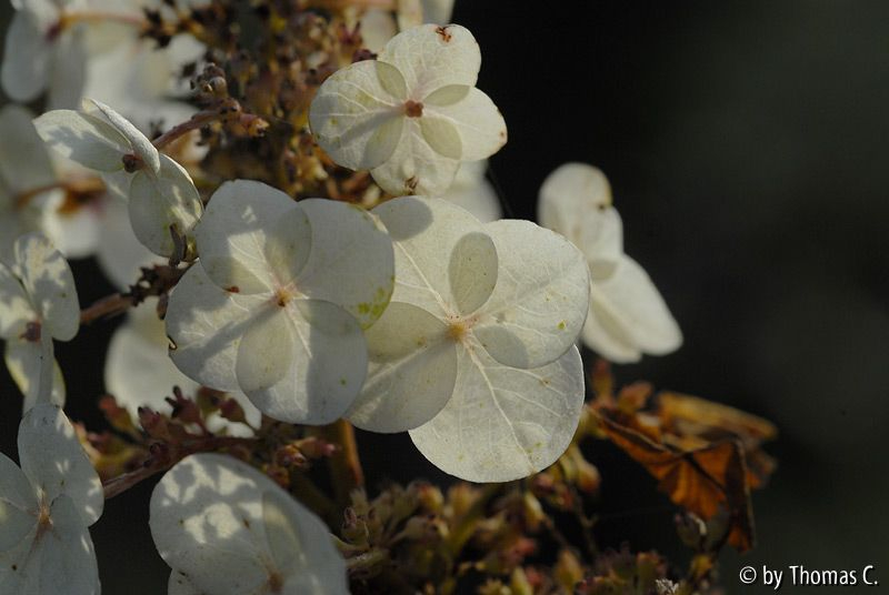 Dezembersonne 03