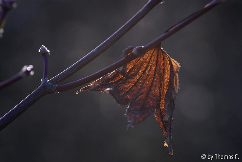 Dezembersonne 04