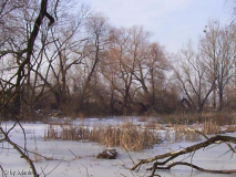 Biotop im Winter