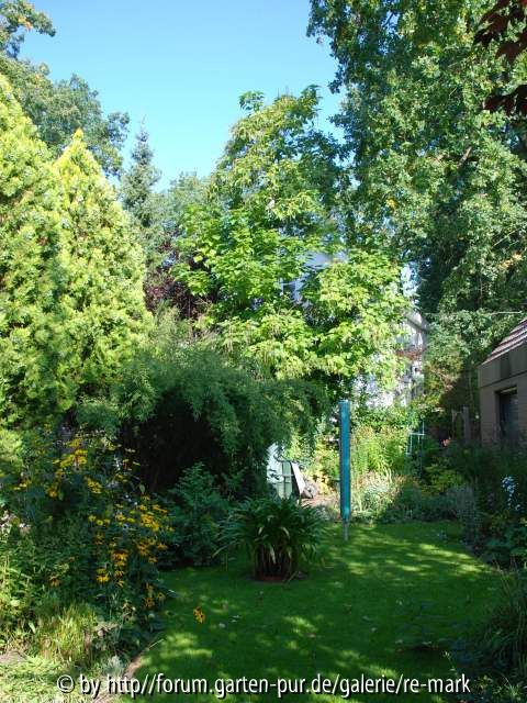 Thuja, Bambus und Catalpa