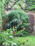 Kleiner Innenhof mit Bamubs, Wildem Wein