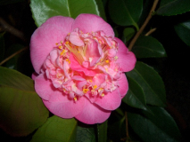 CIMG1509_600x600_100KB.jpg