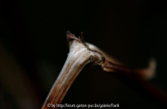 Clematis