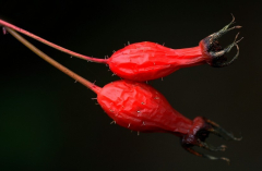 Rosa Moyesii