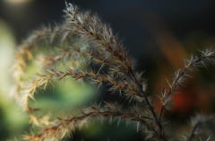 Miscanthus