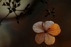 Hortensia