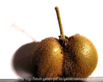 Kiwi