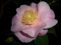 CIMG1496_600x600_100KB.jpg