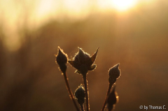 Dezembersonne 05