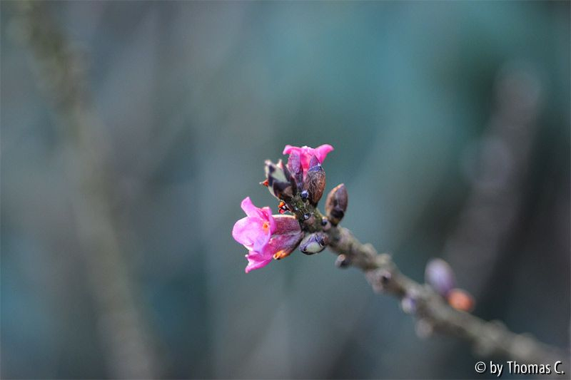 Daphne mezereum Blüte