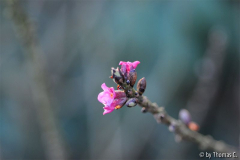Daphne mezereum Blüte