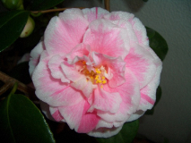 CIMG1516_600x600_100KB.jpg