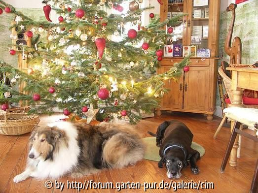 Weihnachtsbaum